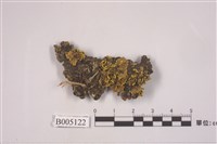 藏品(島衣屬)的圖片